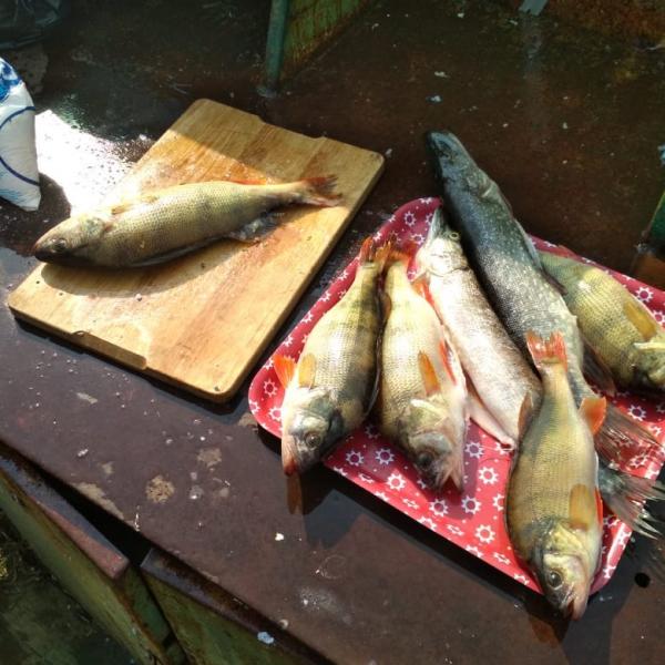 Рыбалка в Сузуне 2018, чистка рыбы