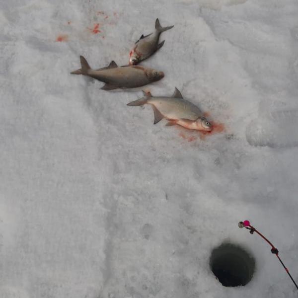 Рыбалка на протоках Оби, фото пойманной рыбы