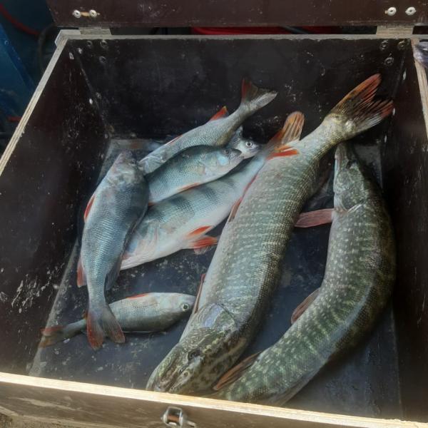 Фото пойманной рыбы после рыбалки в Сузуне