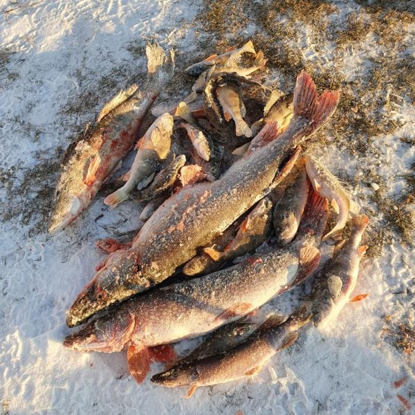 Фото улова на рыбалка по первому льду 2020 года