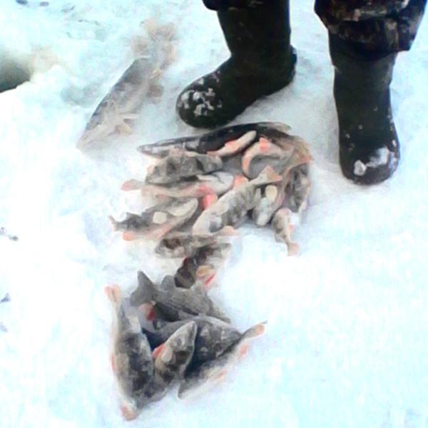 Рыбалка в Сузуне весной, рыба на снегу