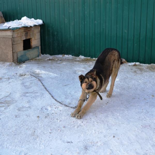 Фото пса охранника