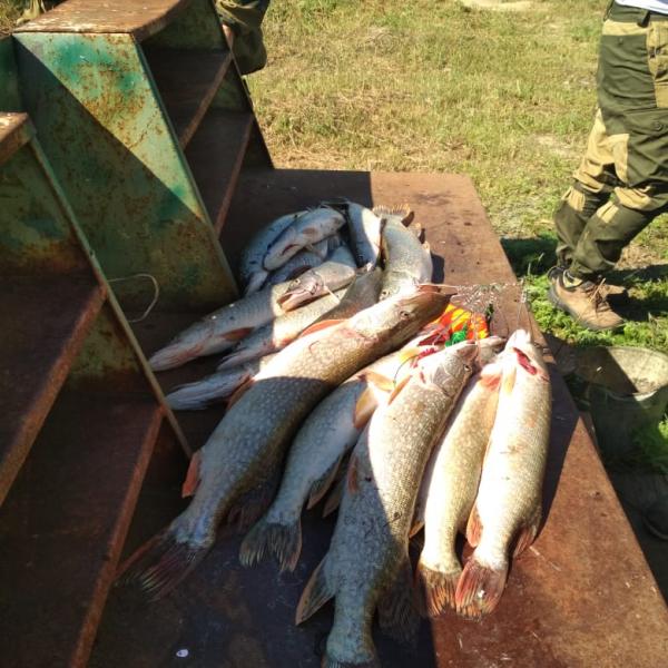Фото щуки в Сузуне после рыбалки по протокам