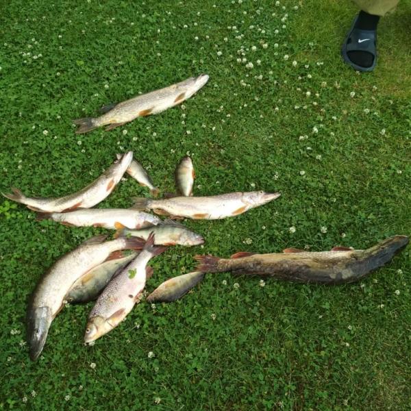 Рыба на траве-улов после рыбалки