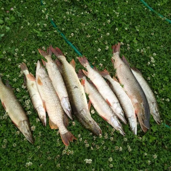 Улов на рыбалке в Сузуне