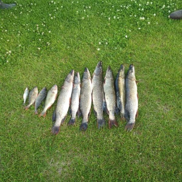 Рыбалка в Сузуне фото улова в ряд
