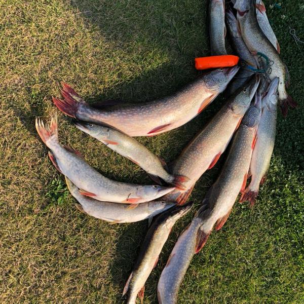 Щука Сузун фото улова после рыбалки на протоках Оби