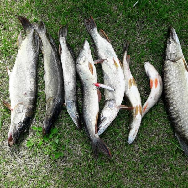 Улов рыбы в Сузуне июль 2018 фото