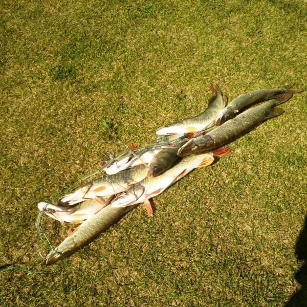 Фото щуки на траве после рыбалки в Сузуне, сентябрь