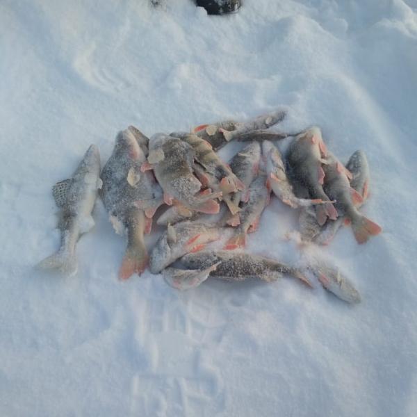 Фото окуней на зимней рыбалке в Сузуне