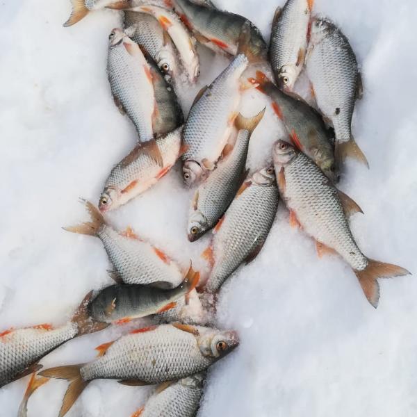 Зимняя рыбалка фото улова зимой, окуни на снегу