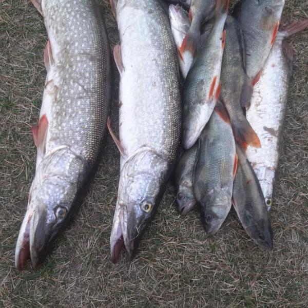 Фото рыбы на траве после рыбалки в Сузуне