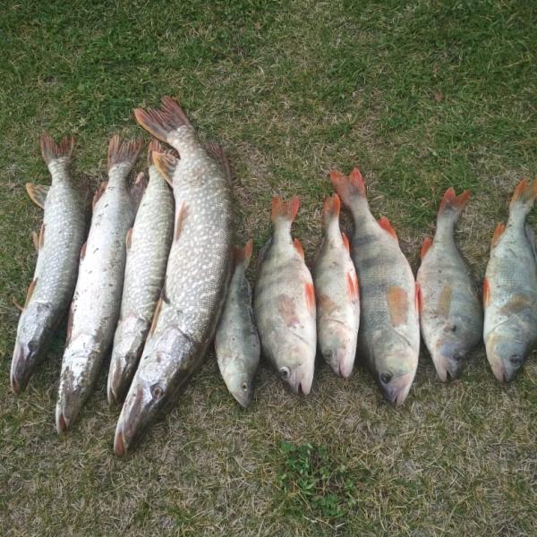 Результат рыбалки в Сузуне, пойманная рыба на траве