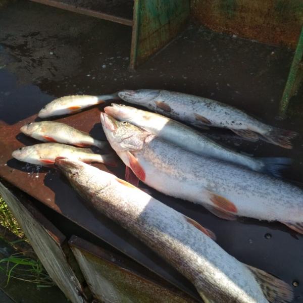 Фото результата осенней рыбалки в Сузуне