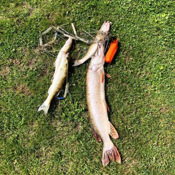 Результат рыбалки в начале мая, щука и другая рыба на траве