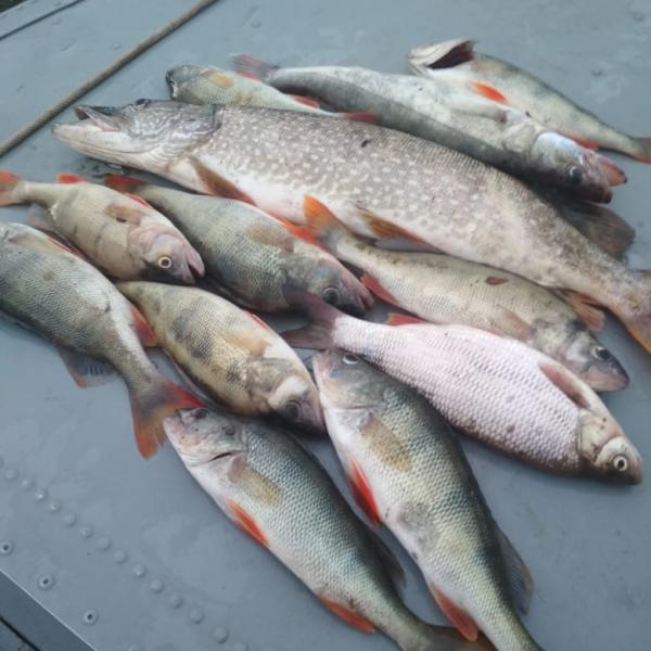 Фото улова рыбы по протокам Оби 15 июня