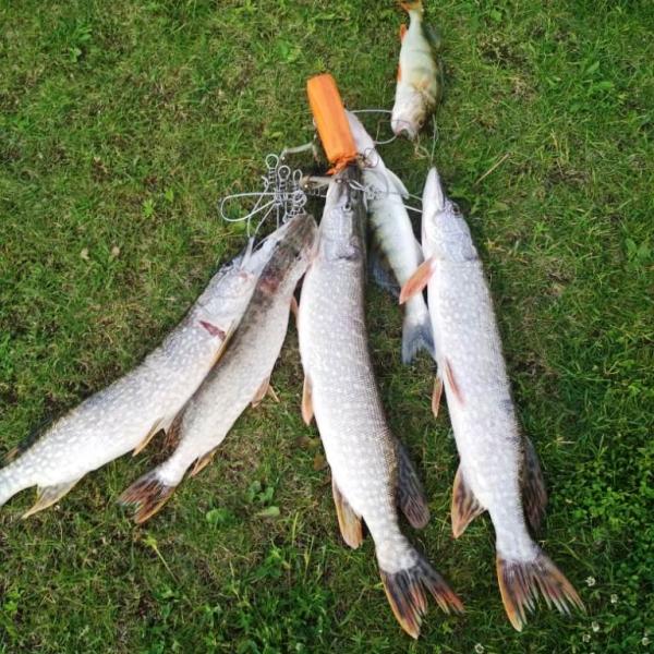 Рыбалка в Сузуне на щуку, фото улова