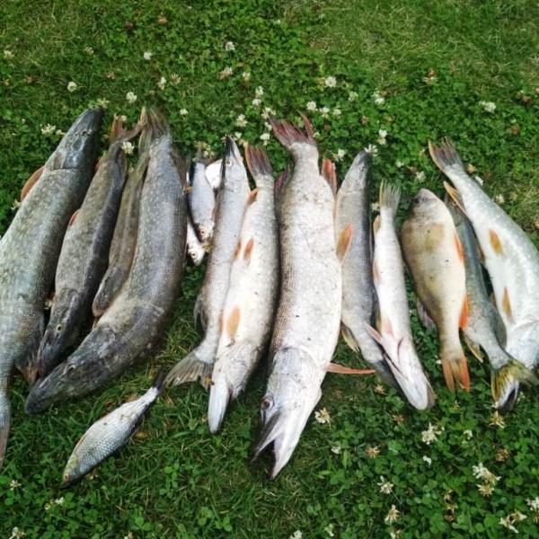 Классная рыбалка в Сузуне, фото улова