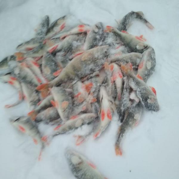 Фото рыбы на льду во время ловли окуня зимой в Сузуне