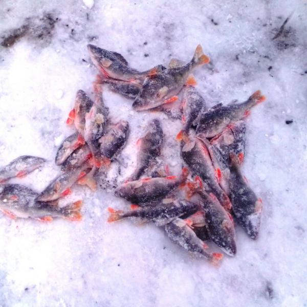 Зимняя рыбалка на Оби, фото улова