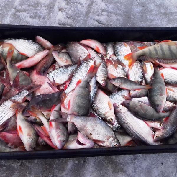 Результат рыбалки в Сузуне