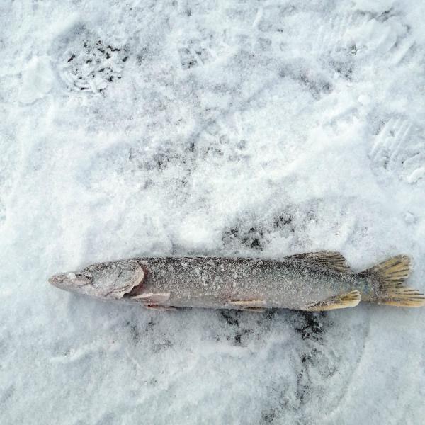 Зимняя рыбалка в Новосибирске