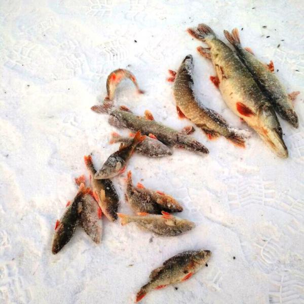 Рыбалка в Сузуне, рыба на снегу