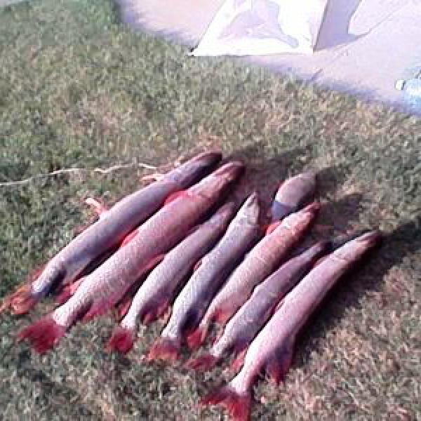 Щука и другая рыба на траве, после рыбалки в Сузуне от дома рыбака Кордон
