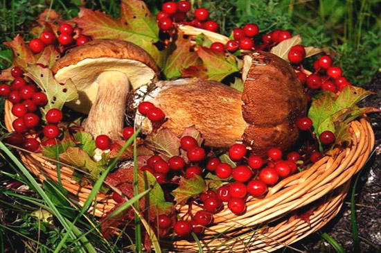 Собранные грибы и ягоды в лукошке